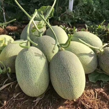 甘肃西洲蜜17号哈密瓜西洲蜜25号小蜜晓蜜哈密瓜