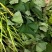 红薯苗，蜜薯25、大田剪苗，保质保量，4月下旬大量上市！