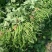 红薯苗，蜜薯25、大田剪苗，保质保量，4月下旬大量上市！