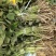红薯苗，蜜薯25、大田剪苗，保质保量，4月下旬大量上市！