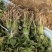 红薯苗，蜜薯25、大田剪苗，保质保量，4月下旬大量上市！