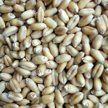 本公司常年供应软质白麦及普通小麦