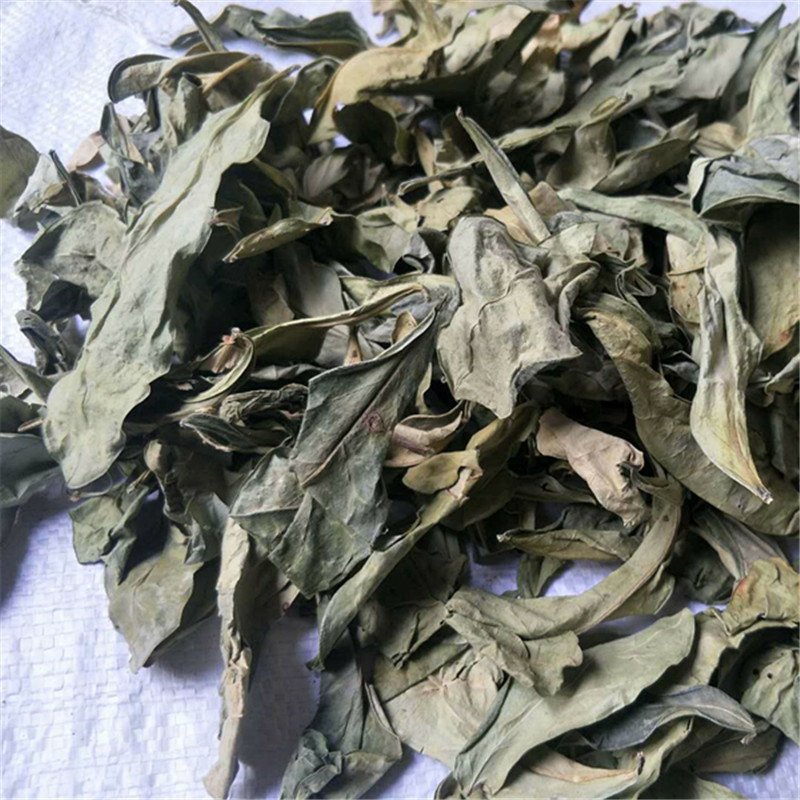 龙脷叶龙利叶供应上千种中药材