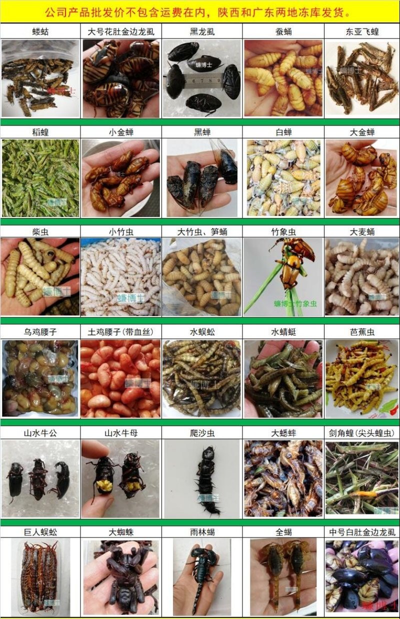 大麦蛹大麦虫金粉虫蛹还有多种昆虫批发