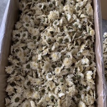 七月菊黄山产地大量供应，一手货源