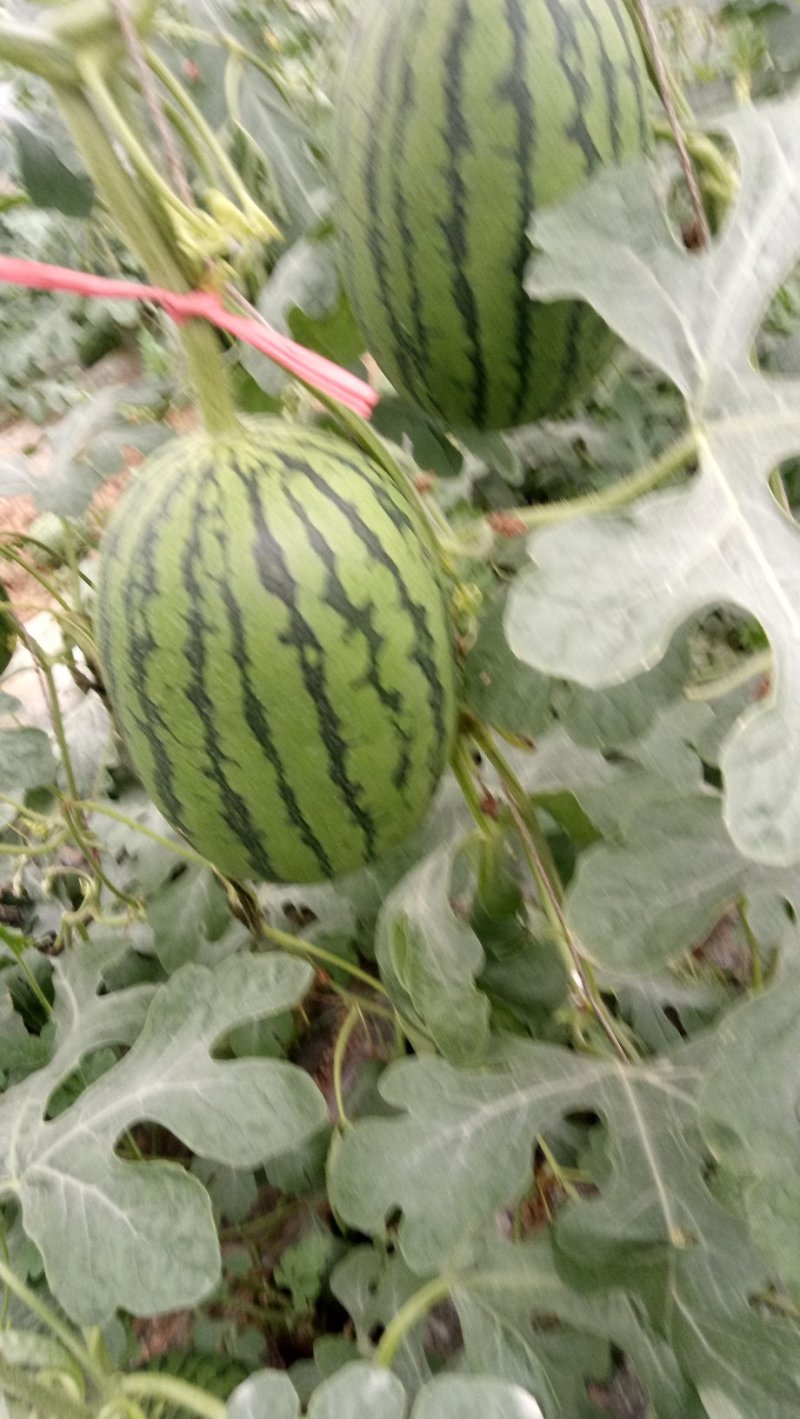 小糖丸，货源充足，皮薄汁多，口感脆甜，含糖量高包装齐全