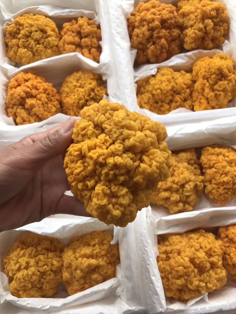 食用菌