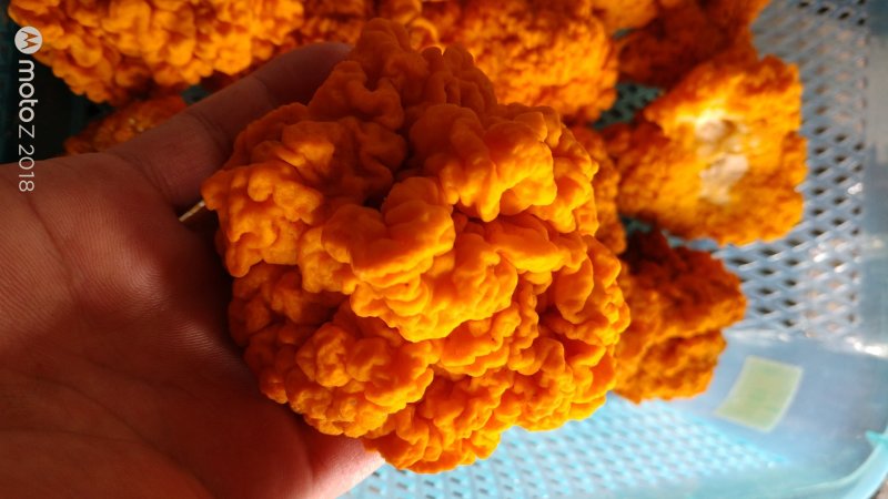 食用菌