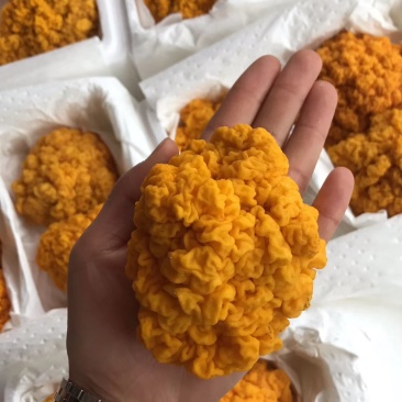 食用菌