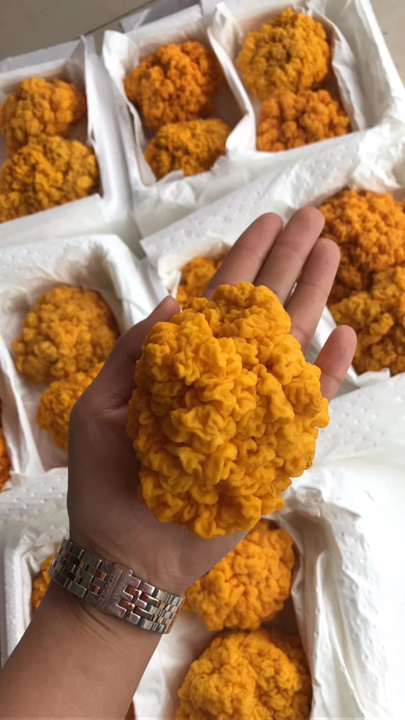 食用菌
