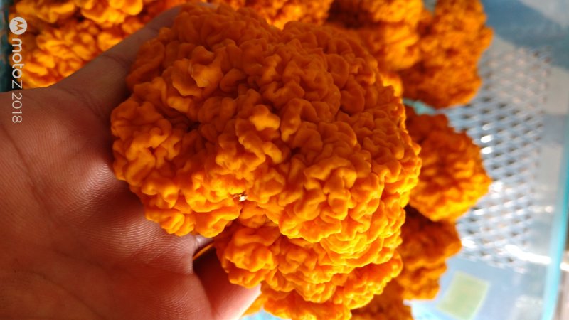 食用菌