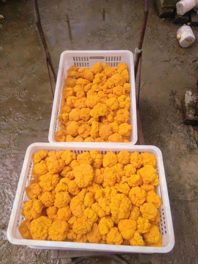 食用菌