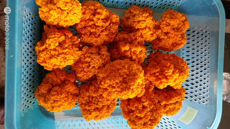 食用菌