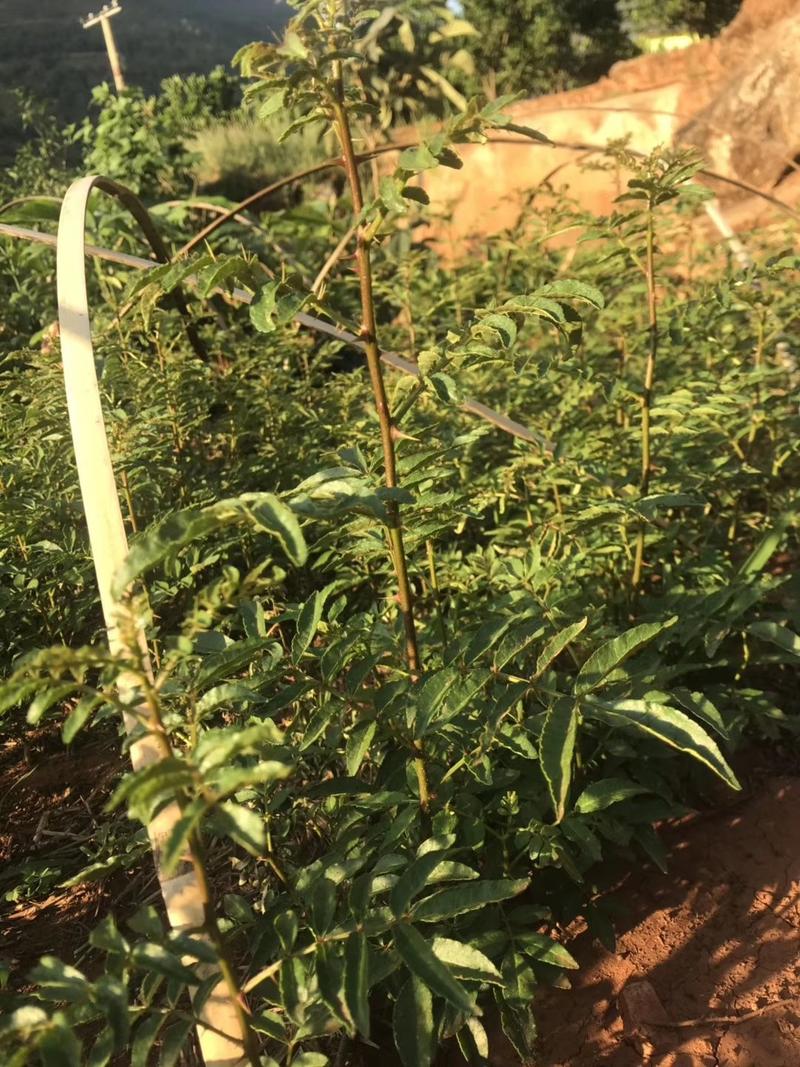 四川大红袍花椒苗贡椒花椒苗昭通雪域花椒苗产地批发量大从优