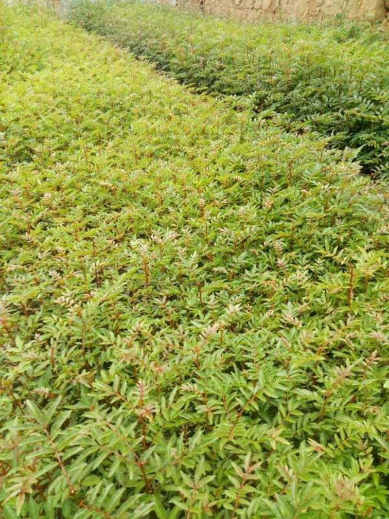 四川大红袍花椒苗贡椒花椒苗昭通雪域花椒苗产地批发量大从优