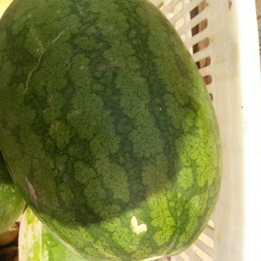 聊城市冠县供应西瓜，在沙土地生长的沙芽西瓜！