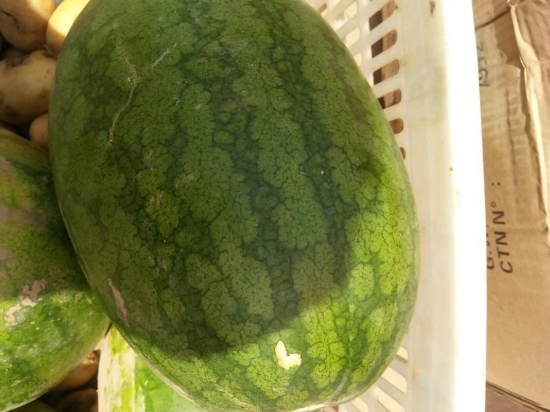 聊城市冠县供应西瓜，在沙土地生长的沙芽西瓜！