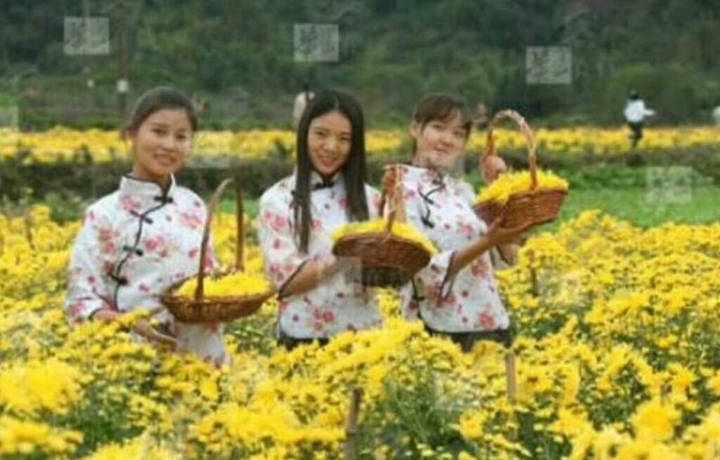 金丝皇菊花