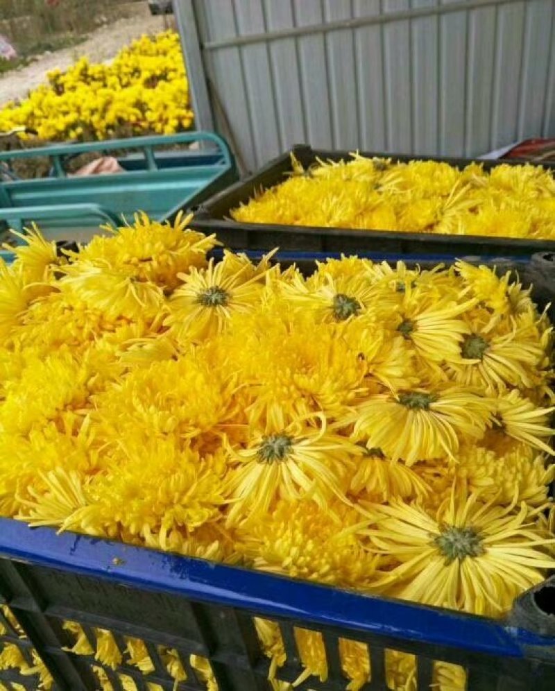 金丝皇菊花