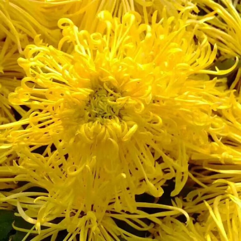 金丝皇菊花