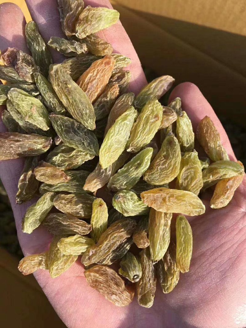 新疆吐鲁番大粒白无核葡萄干