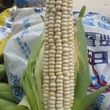 玉米