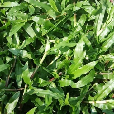 大叶油草，马尼拉草皮