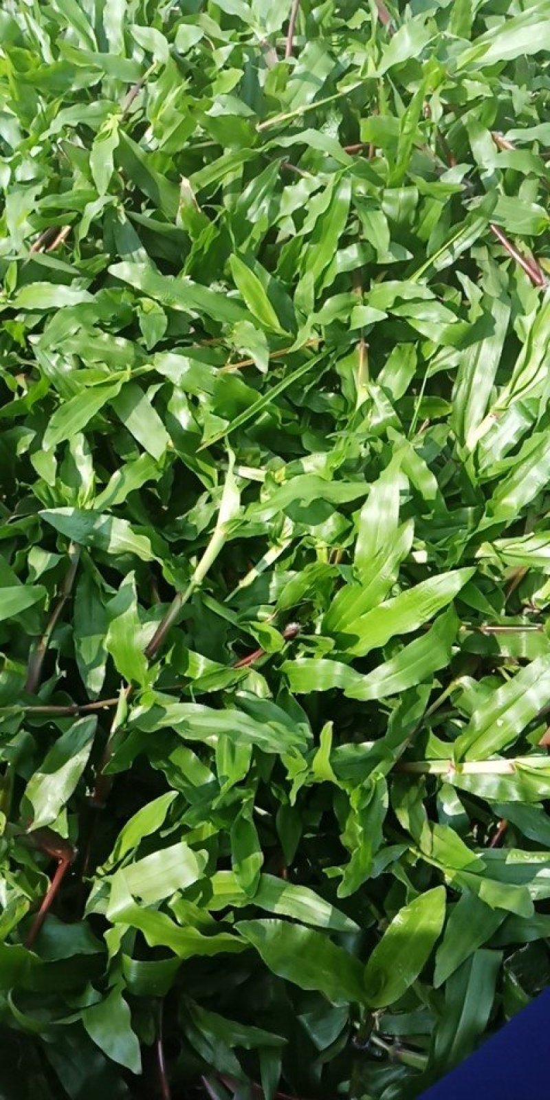 大叶油草，马尼拉草皮