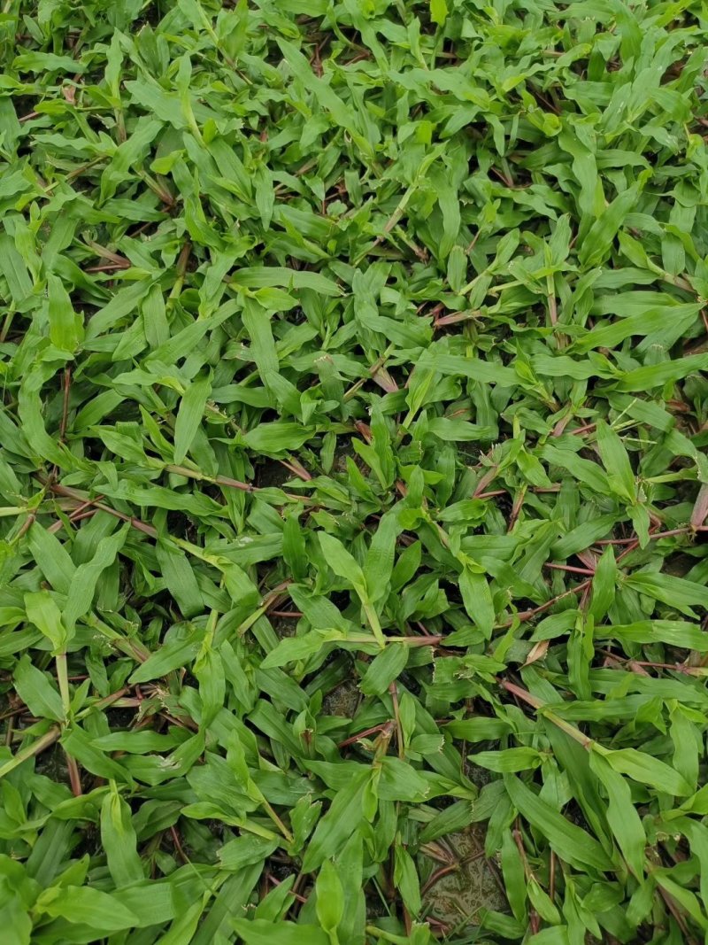 大叶油草，马尼拉草皮