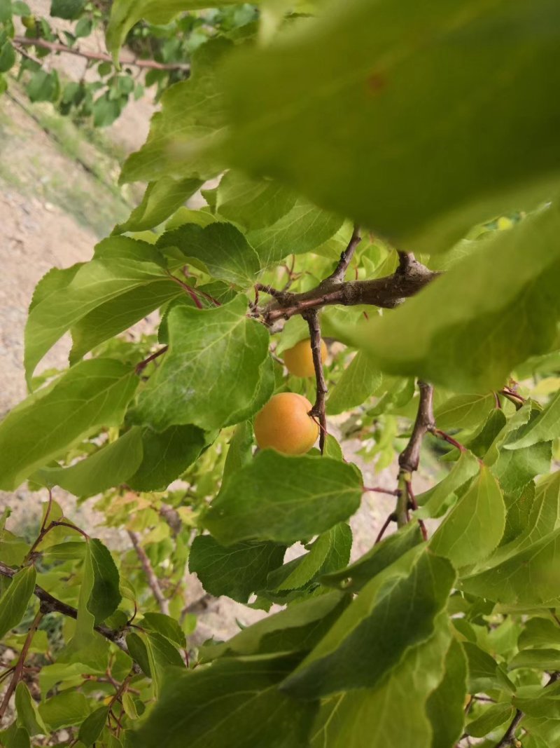 树上干杏