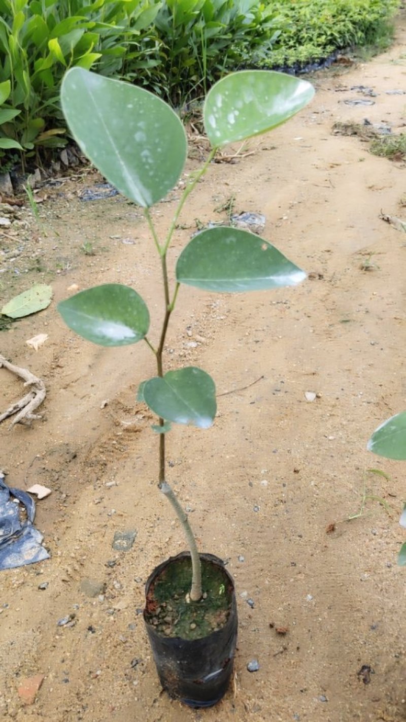 小叶紫檀珍贵红木印度檀香紫檀苗场自产自销