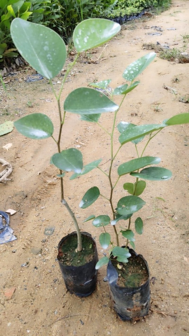 小叶紫檀珍贵红木印度檀香紫檀苗场自产自销