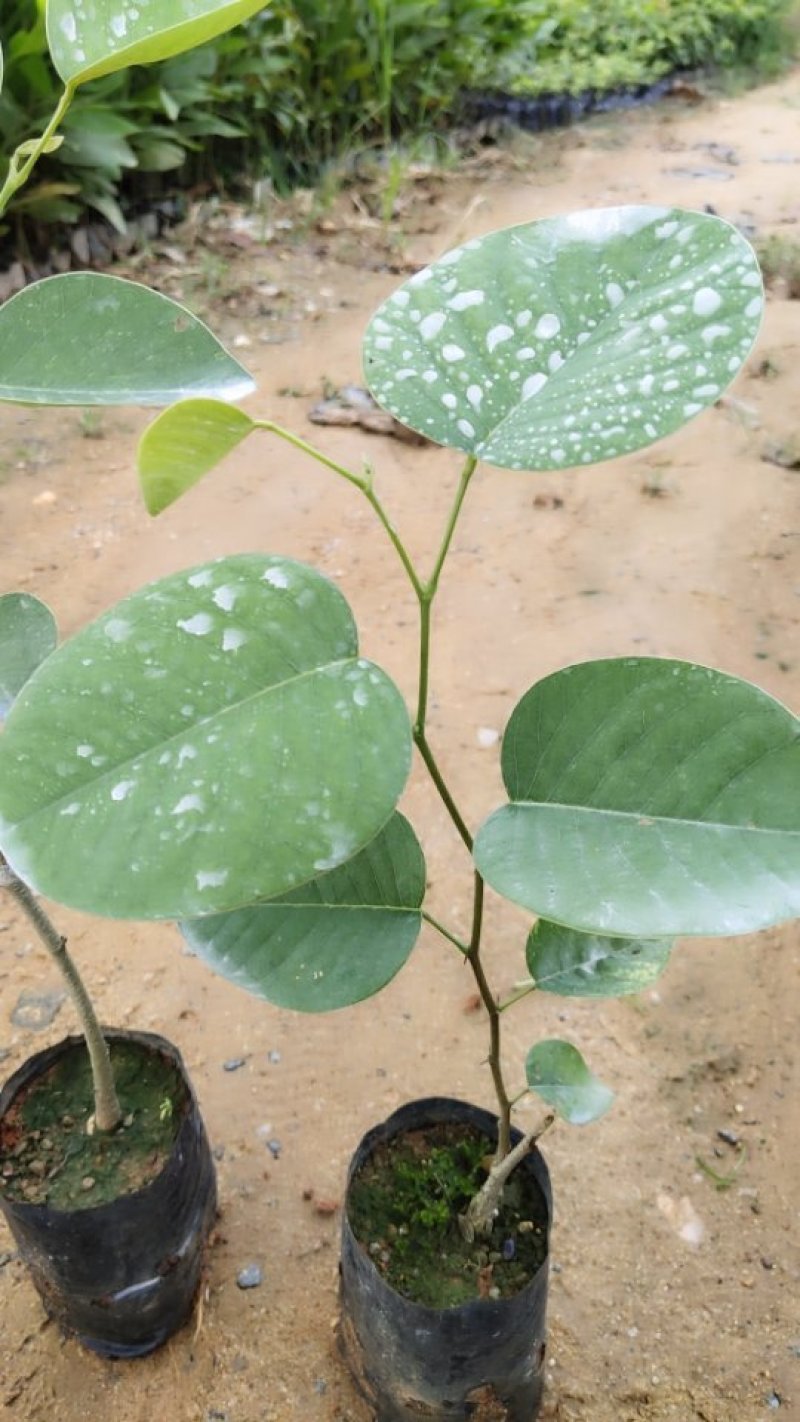 小叶紫檀珍贵红木印度檀香紫檀苗场自产自销