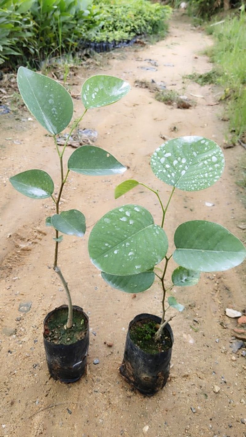 小叶紫檀珍贵红木印度檀香紫檀苗场自产自销