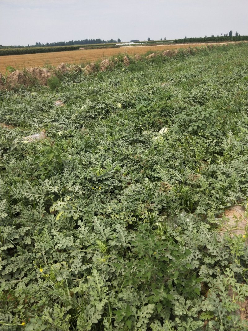陕西金城5号西瓜，产地直发，价格可谈！万亩基地大量有货