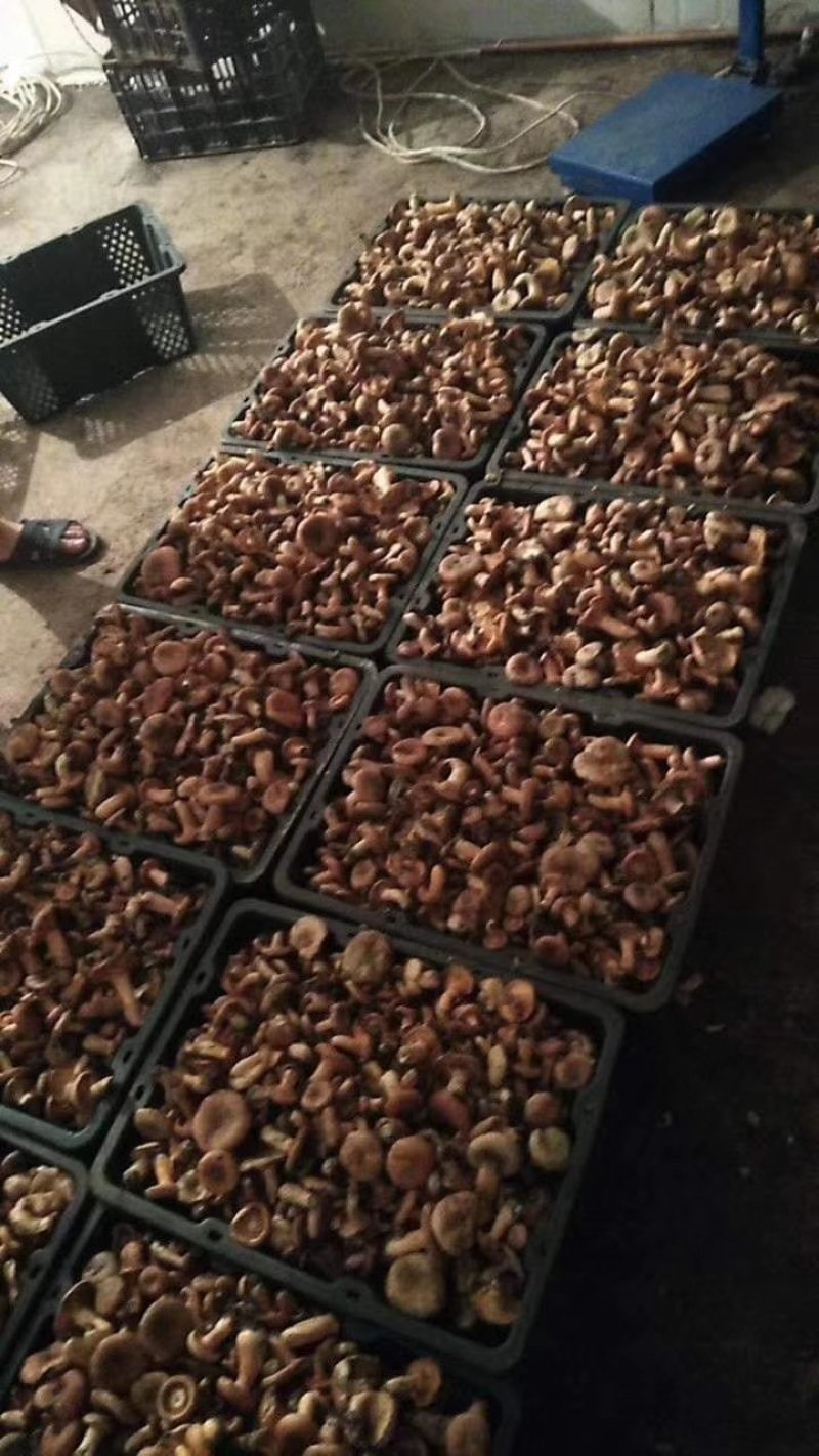 食用菌