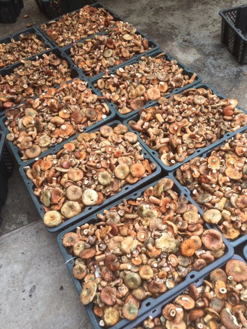 食用菌
