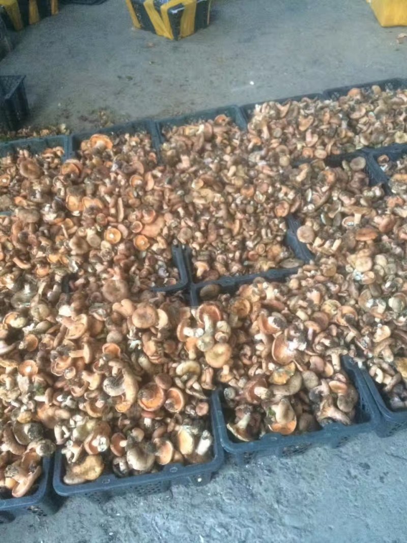 食用菌