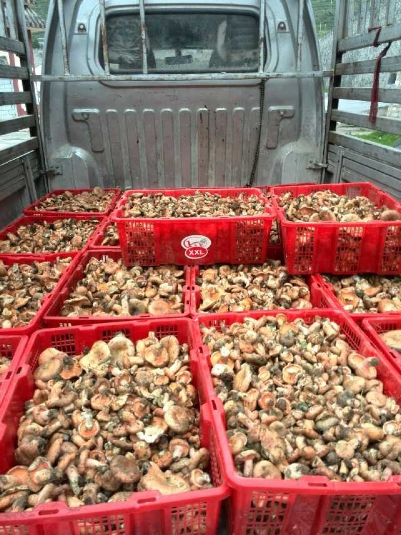 食用菌