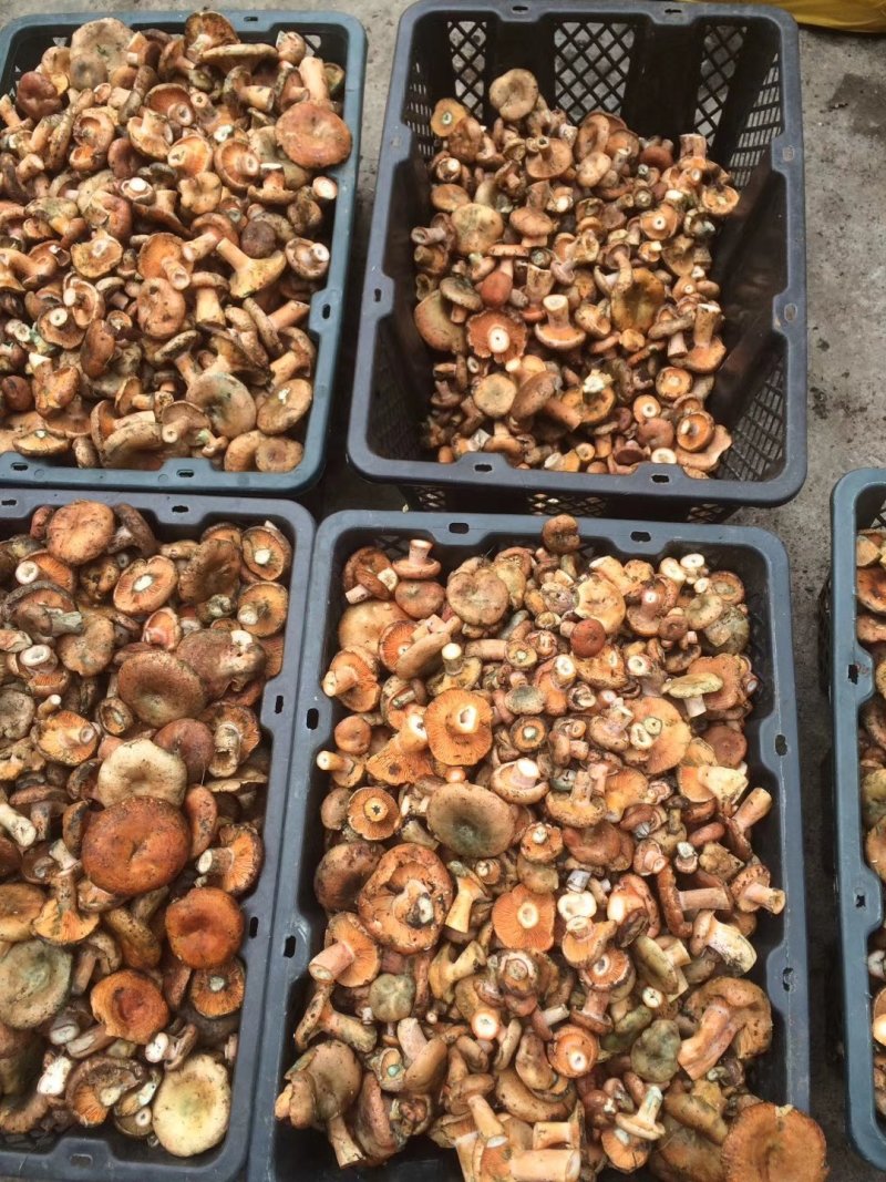 食用菌