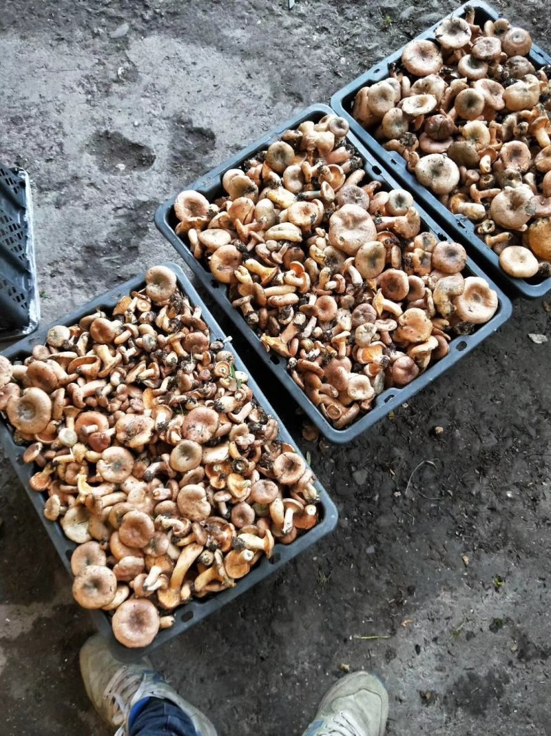 食用菌