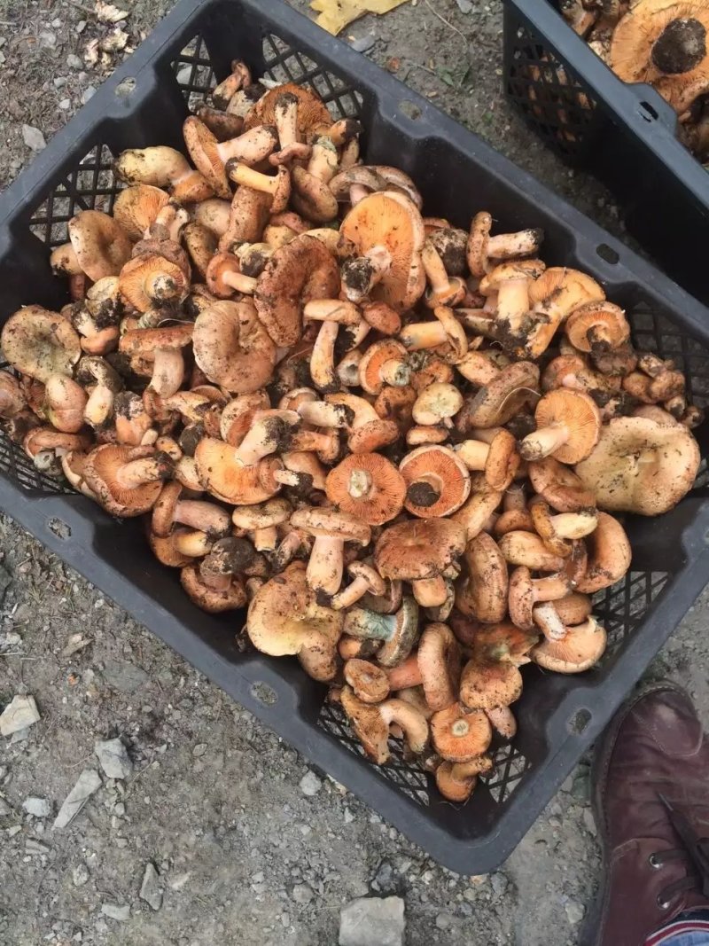 食用菌