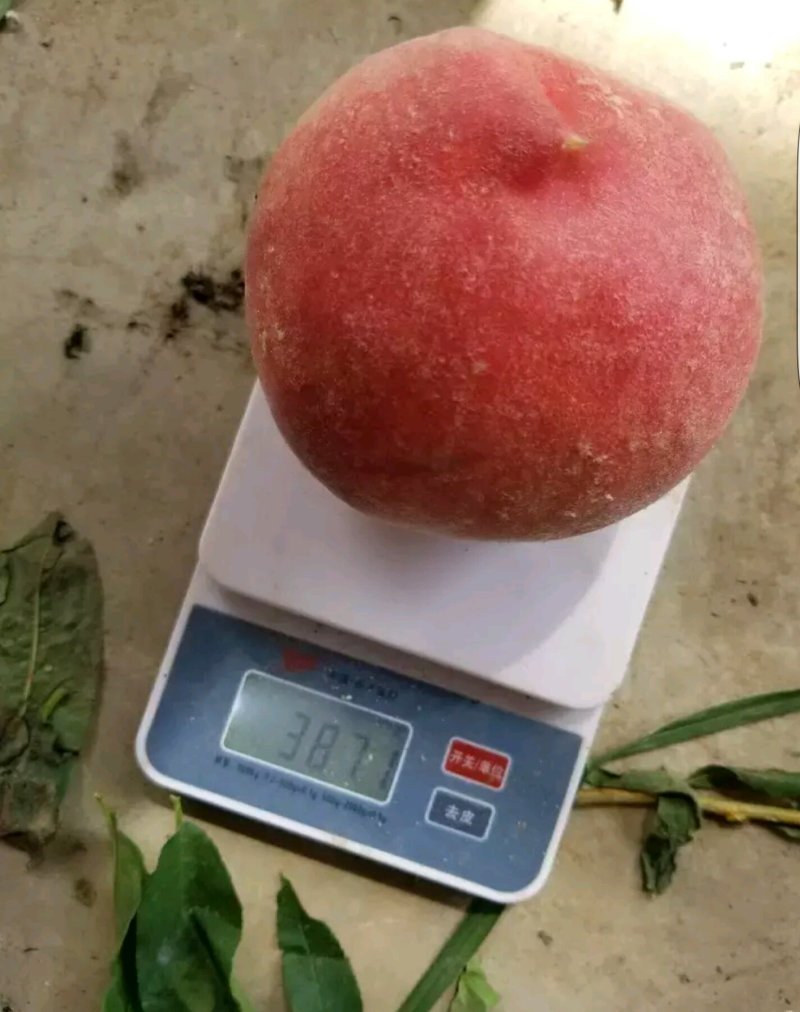 露天突围桃大量上市！硬度高，供商超批发市场全国代发。