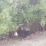 散养茶园苏北草鸡满山跑鸡