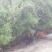 散养茶园苏北草鸡满山跑鸡