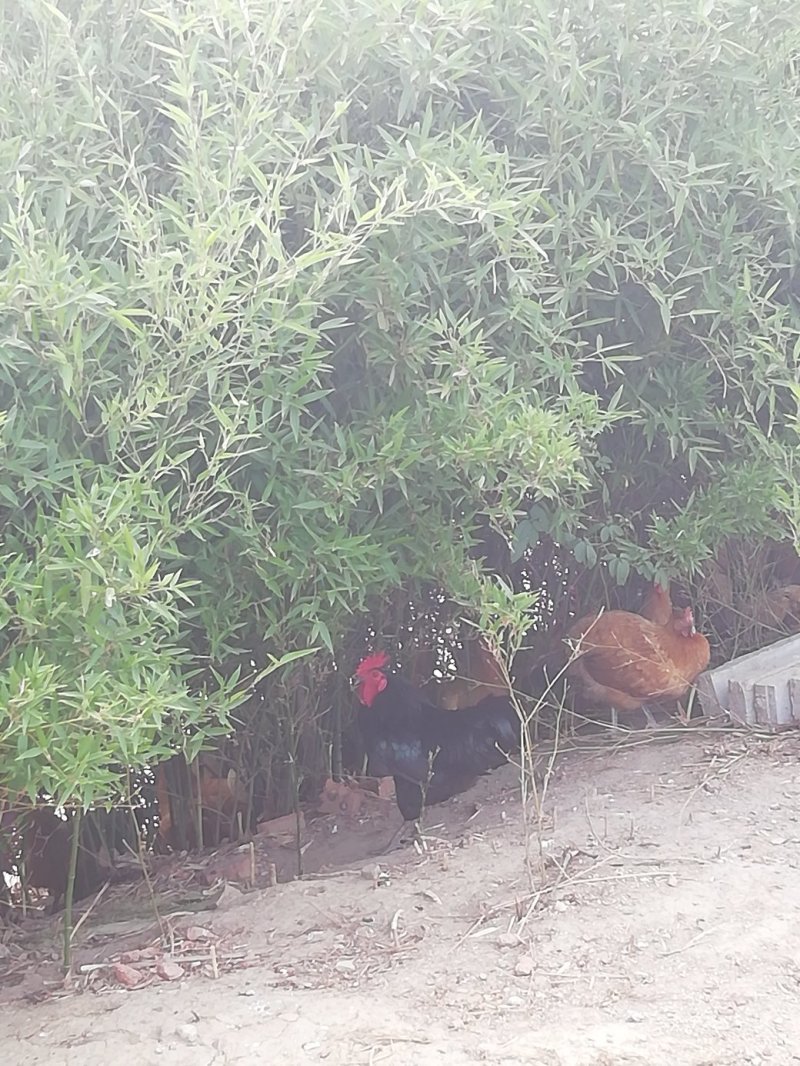散养茶园苏北草鸡满山跑鸡