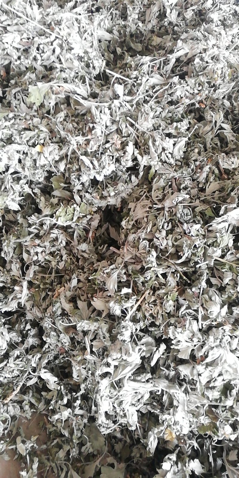茜草，艾叶，野菊花