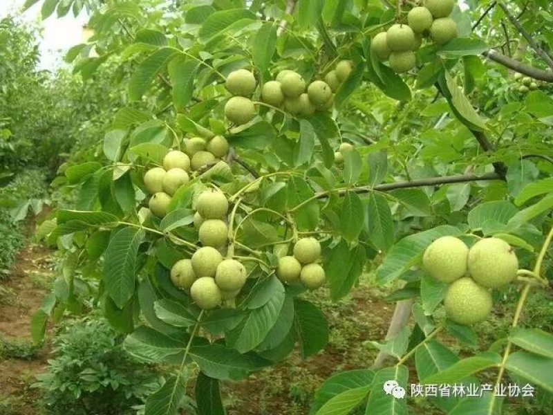 陕西核桃仁，预售。