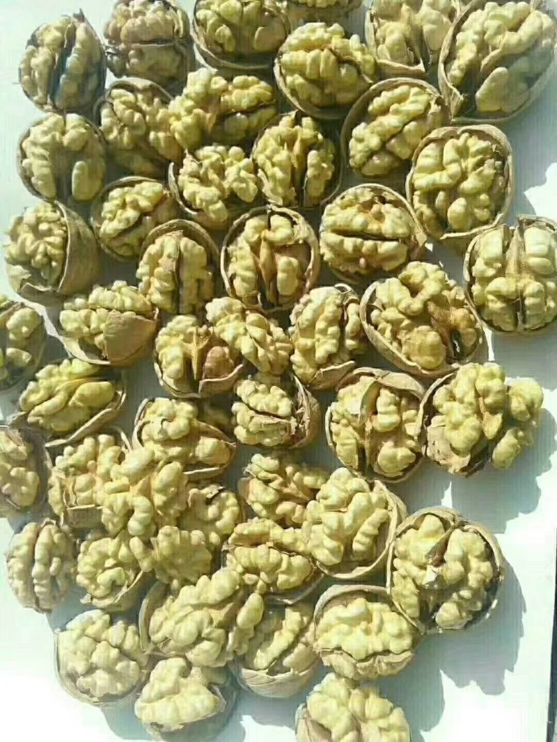 陕西核桃仁，预售。