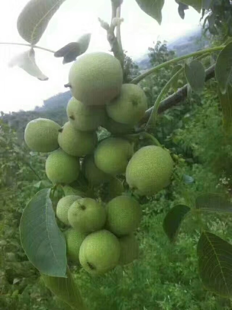 陕西核桃仁，预售。